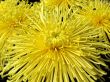 Chrysanthemums