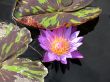 Water lily