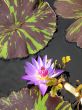 Water lily