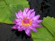 Water lily