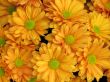 Chrysanthemums