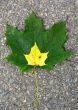 Leaves in fall