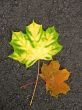Leaves in fall