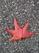 Leaves in fall
