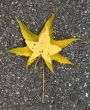 Leaves in fall
