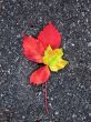 Leaves in fall