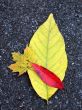 Leaves in fall