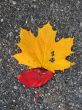 Leaves