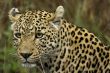 panthera pardus
