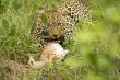panther with prey