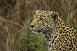 panthera pardus
