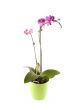 purple orchid