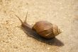 snail south Africa