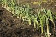 leek in the garden