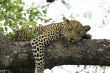 panthera