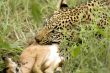 panthera