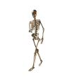 skeleton