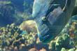 Blue Sea Bass