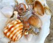 Seashells 1