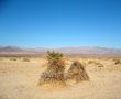 Devil`s Corn Field, Death Valley, California