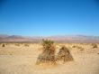 Devil`s Corn Field, Death Valley, California