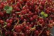 Red berry