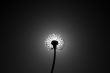 Dandelion close the sun disc