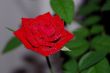 a rose
