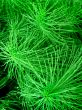 Green plant