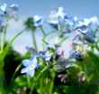 Blue flowers