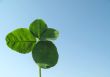 Clover of four leaves