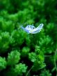 Blue flowers