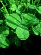 Clover
