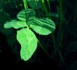 Clover