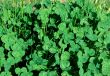 Clover