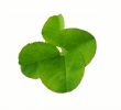 Clover of four leaves isolated on white