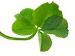 Clover of four leaves isolated on white