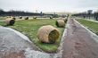 Wintering of the decorative plants