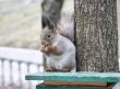 Feeding trough