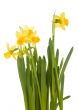Spring flowers