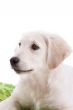 Puppy dog
