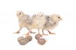 Easter chickens