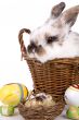 Eaaster bunny