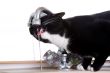 Drinking from the sink