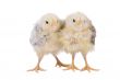 Two cute chicks