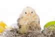 Young chick