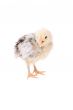 Easter chicken