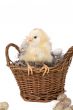 Sitting on the basket
