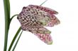 Guinea hen flower