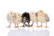 Five chicks in a row